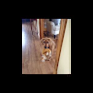 Meet your Posher, Lindsey